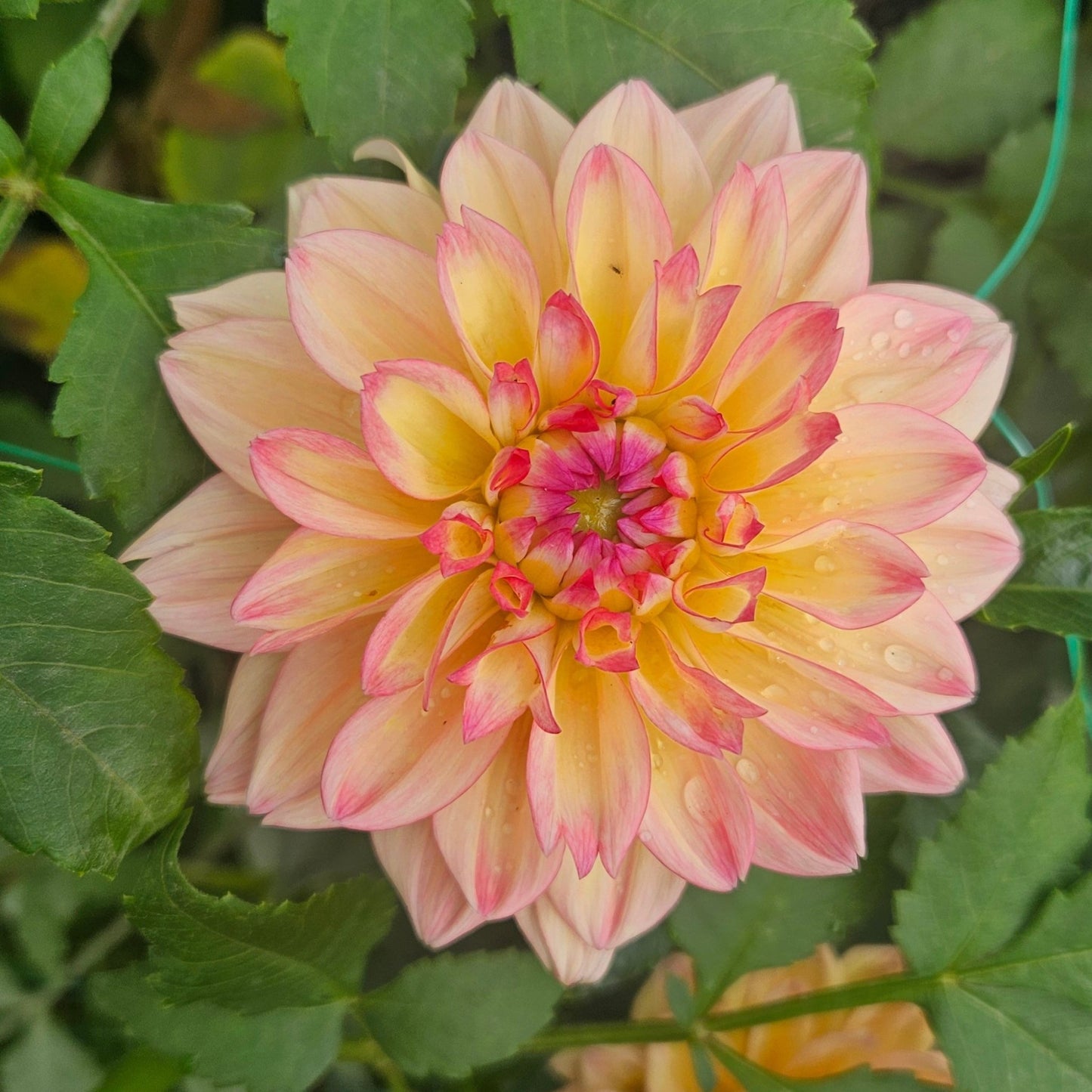 Melody Dora - Freese Flower Farm