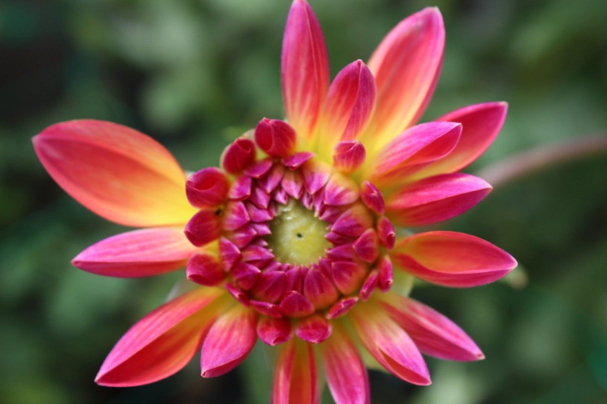 Melody Dora - Freese Flower Farm