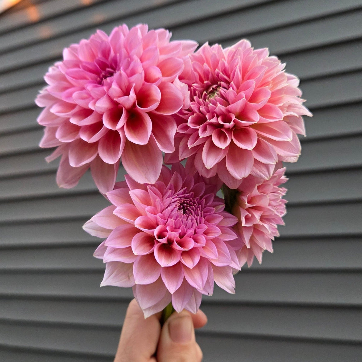 MFF Feelin' Cute - Freese Flower Farm