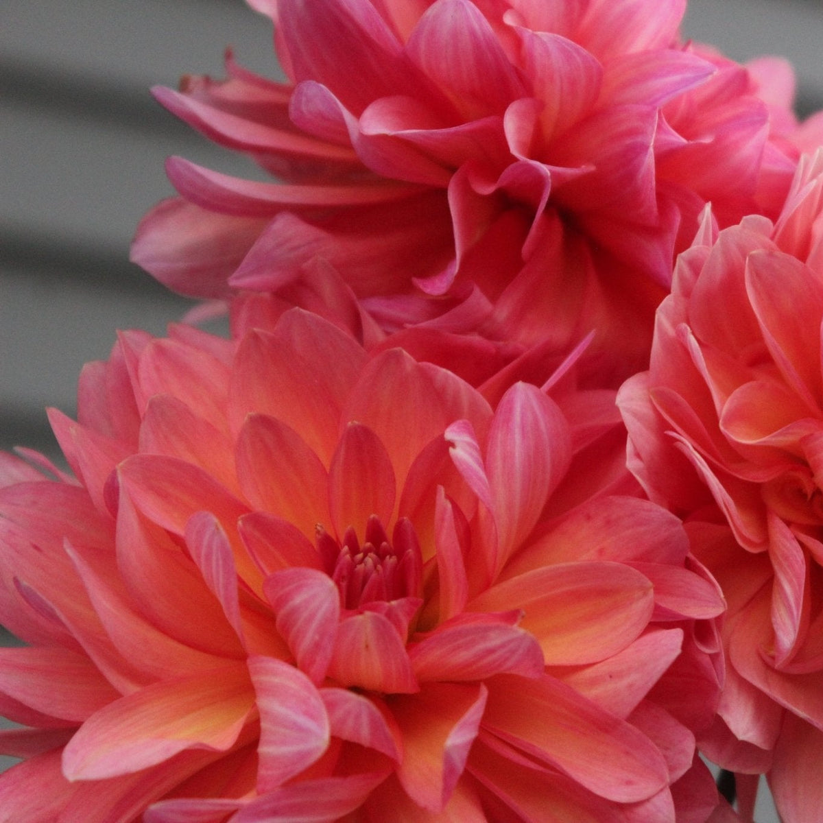 Millie's Sunrise - Freese Flower Farm