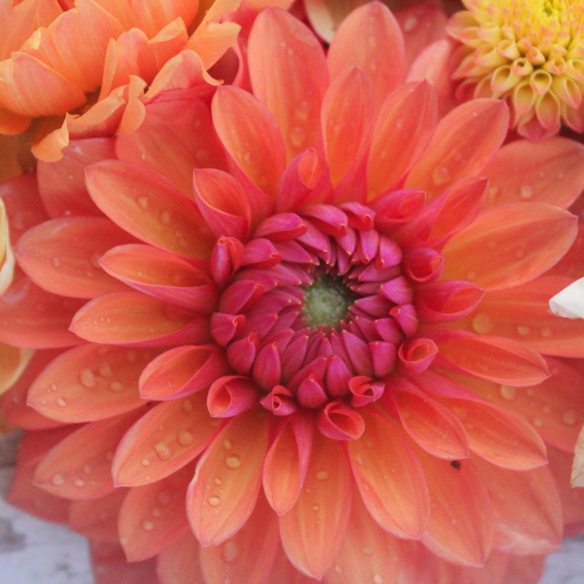 Misfit Kaleidoscope - Freese Flower Farm