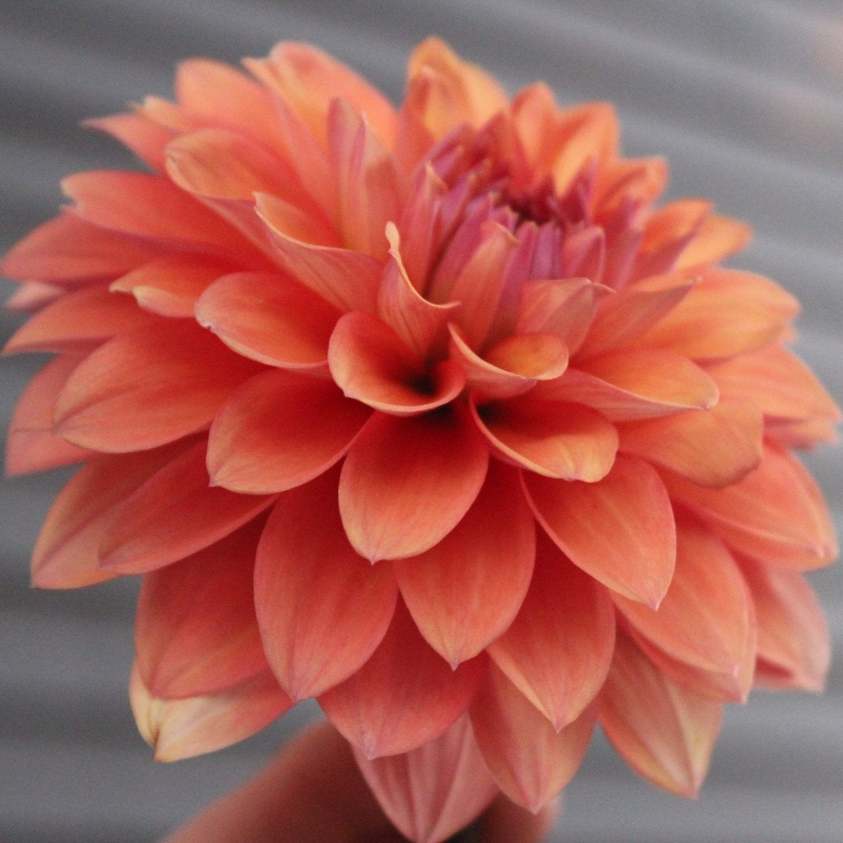 Misfit Kaleidoscope - Freese Flower Farm