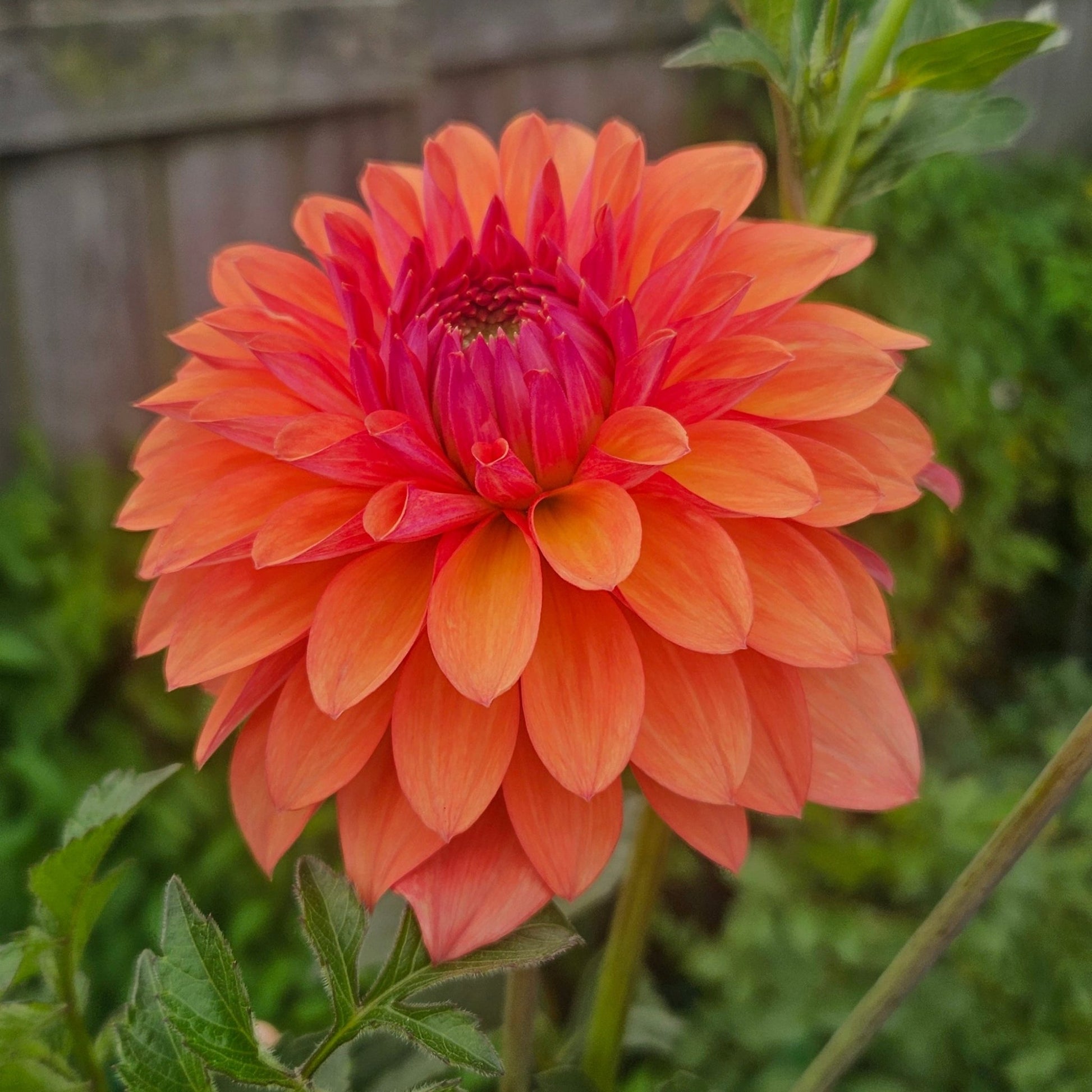 Misfit Kaleidoscope - Freese Flower Farm