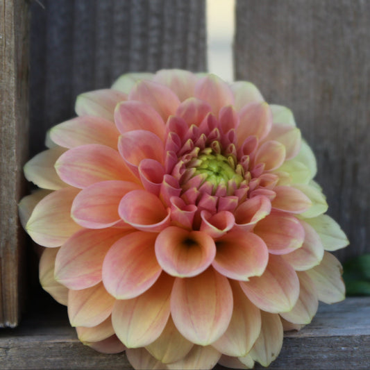 Miss Amara - Freese Flower Farm