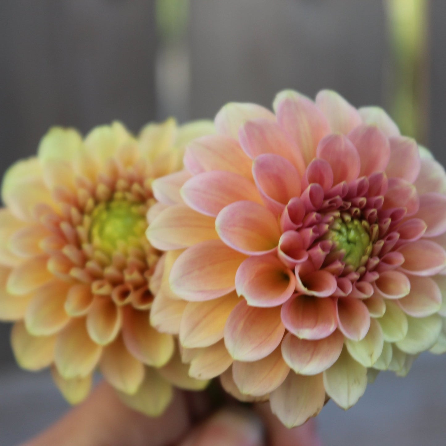 Miss Amara - Freese Flower Farm