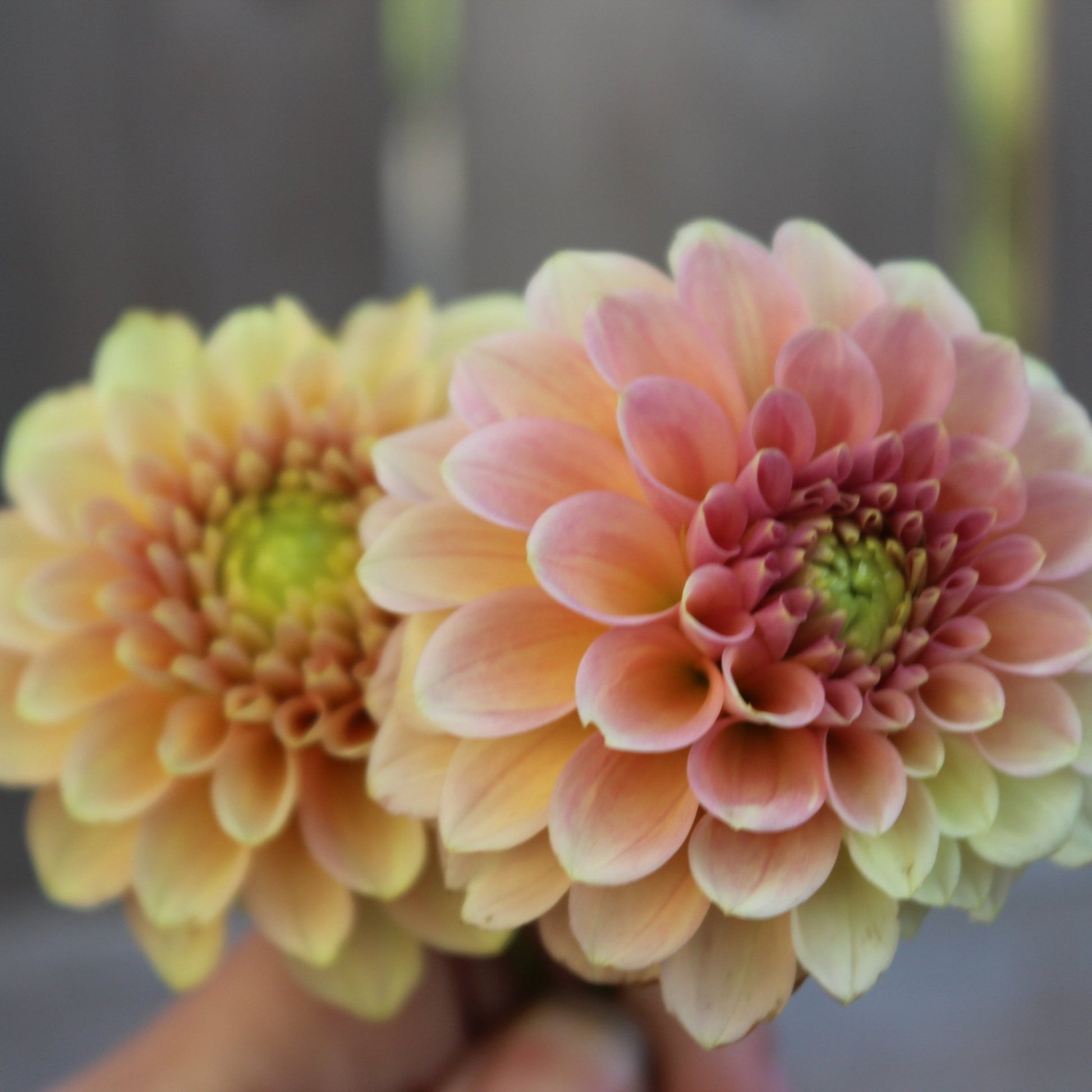 Miss Amara - Freese Flower Farm