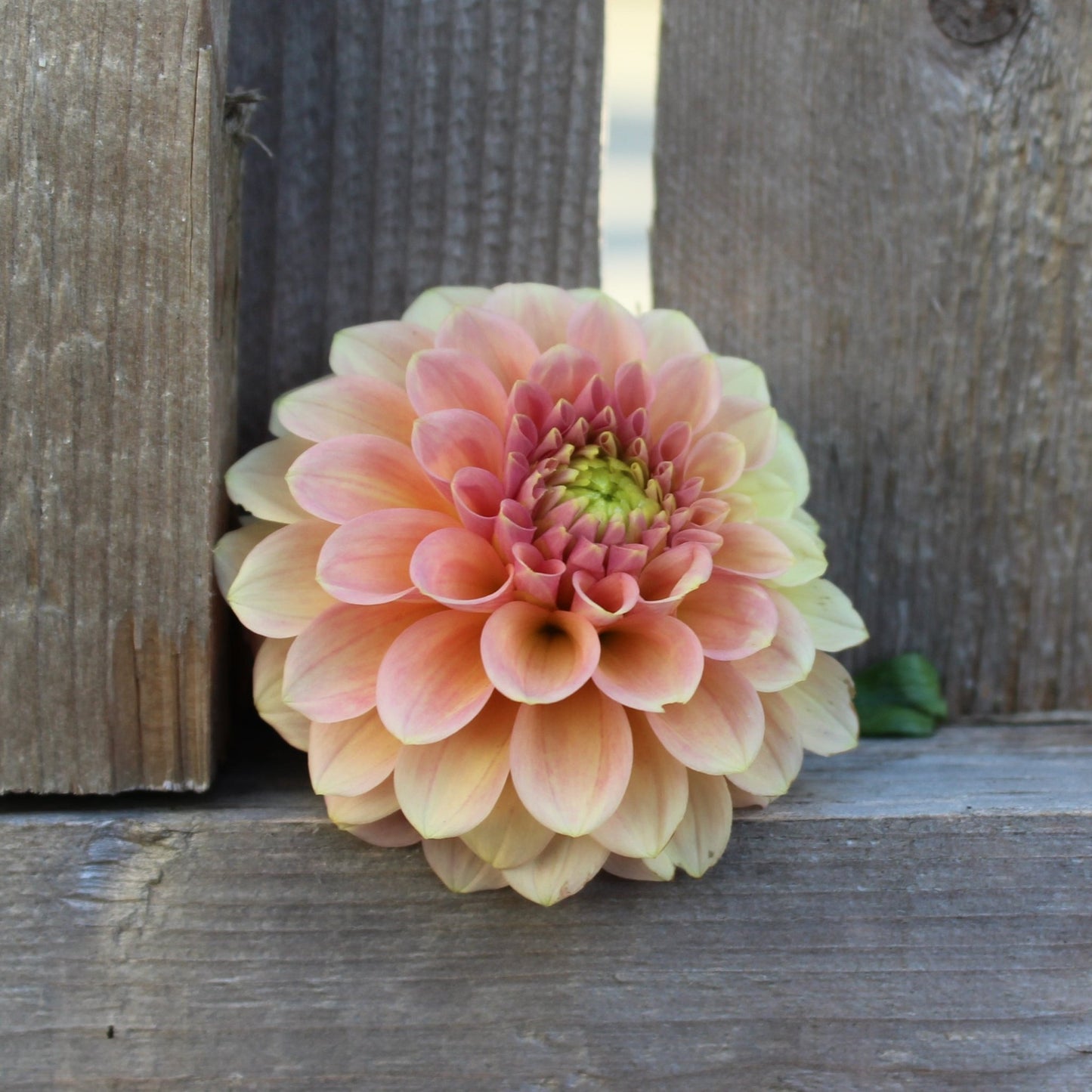 Miss Amara - Freese Flower Farm