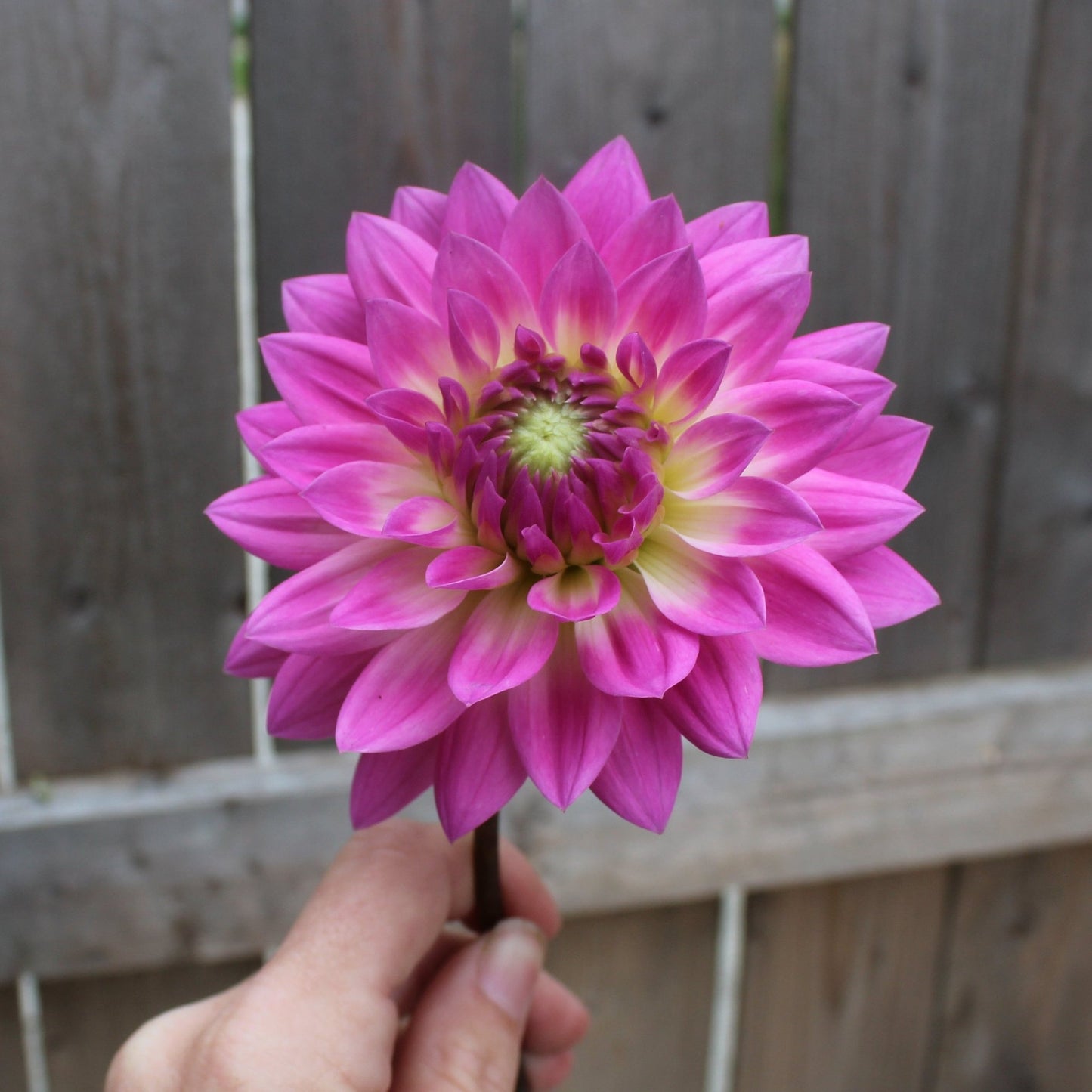 Miss Delilah - Freese Flower Farm