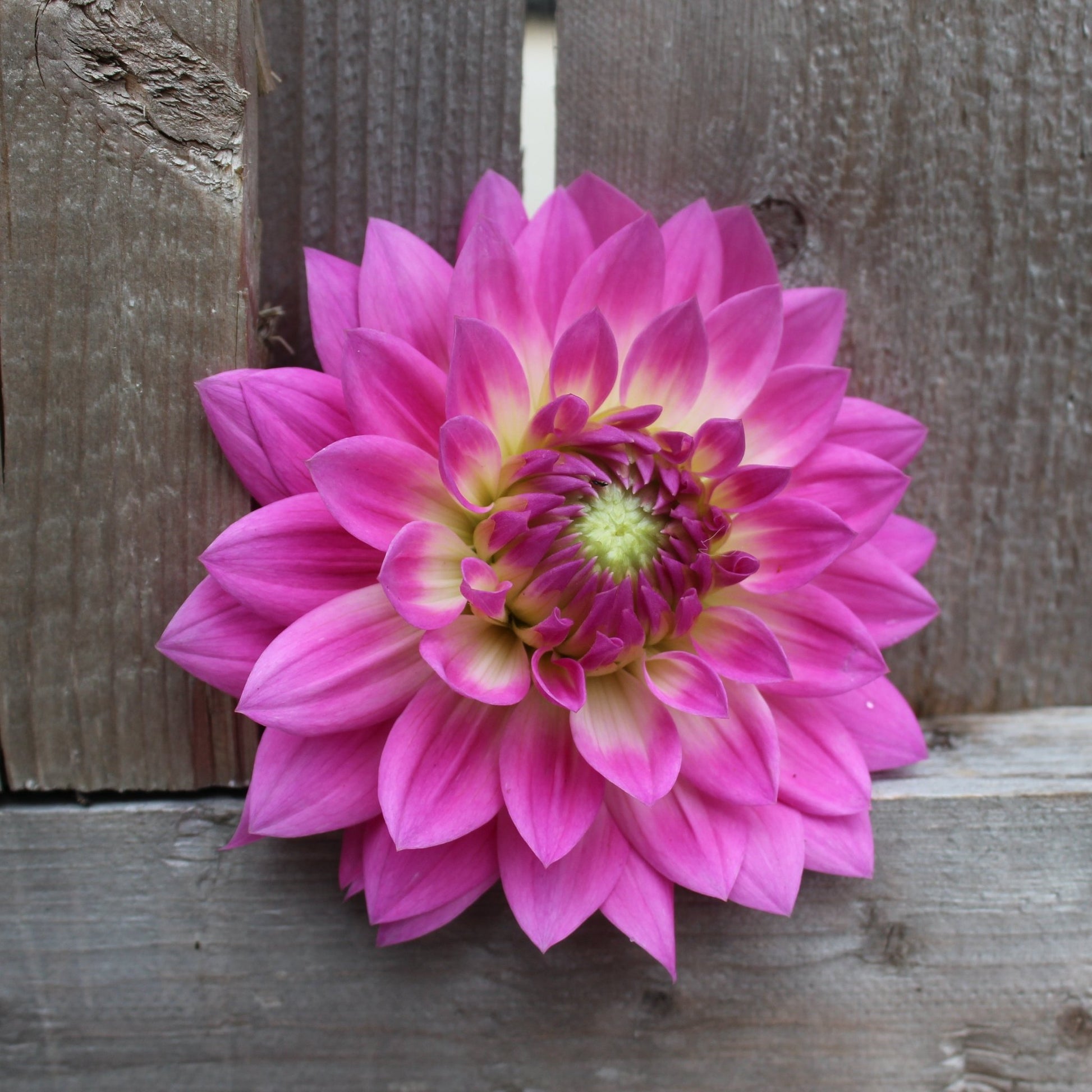 Miss Delilah - Freese Flower Farm