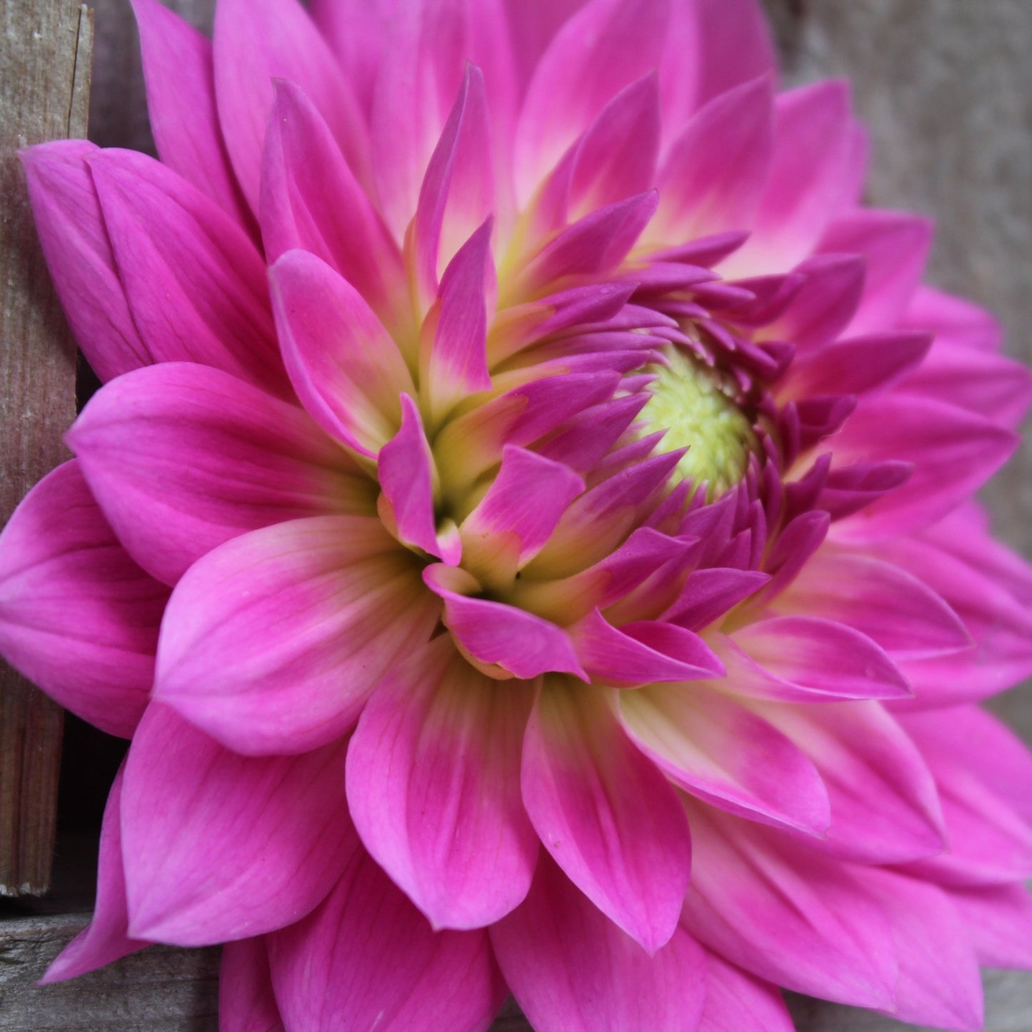 Miss Delilah - Freese Flower Farm