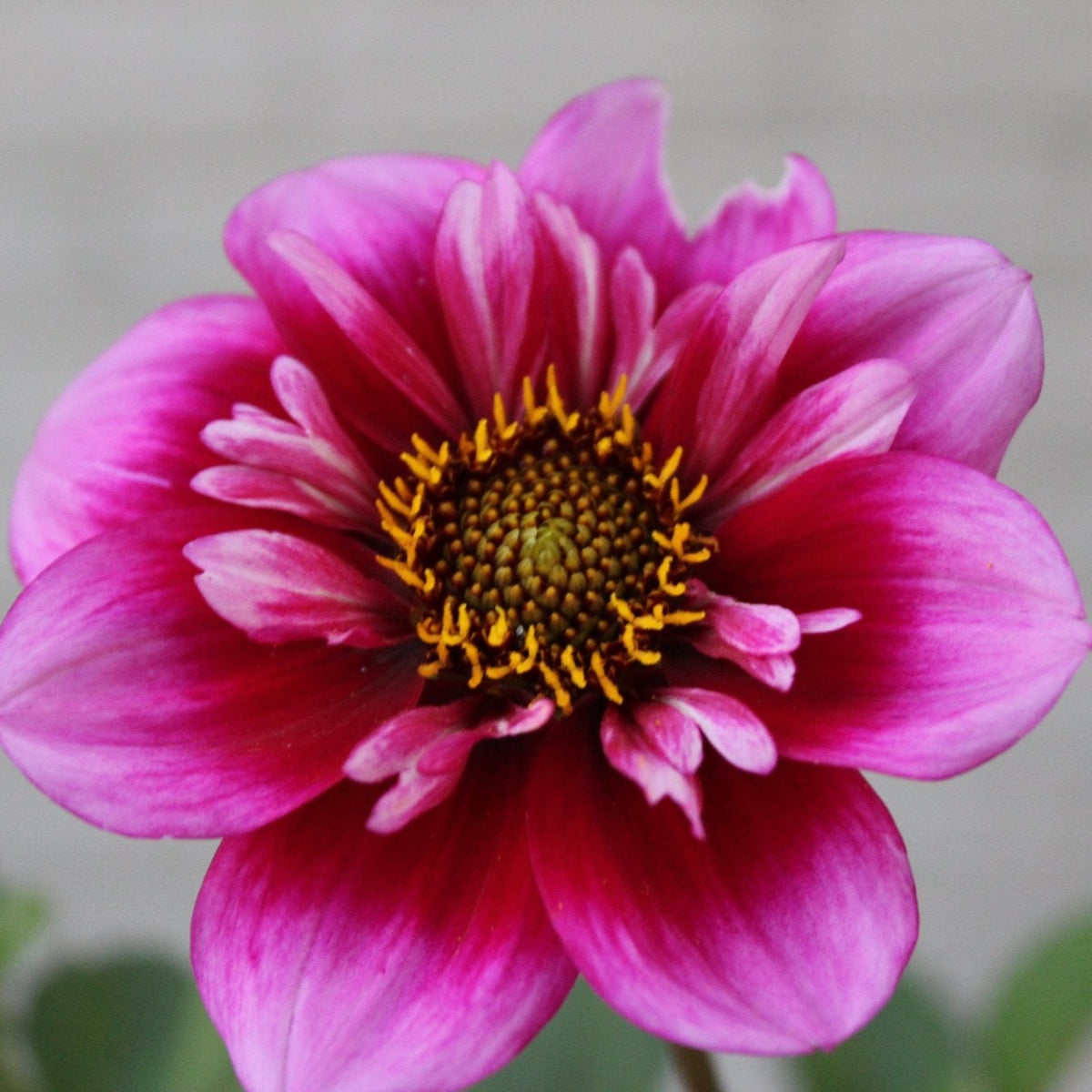 Molly's Paparazzi - Freese Flower Farm