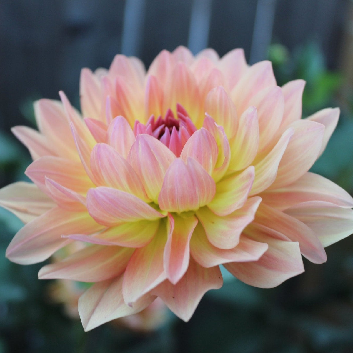 Molly's Orange You Glad - Freese Flower Farm