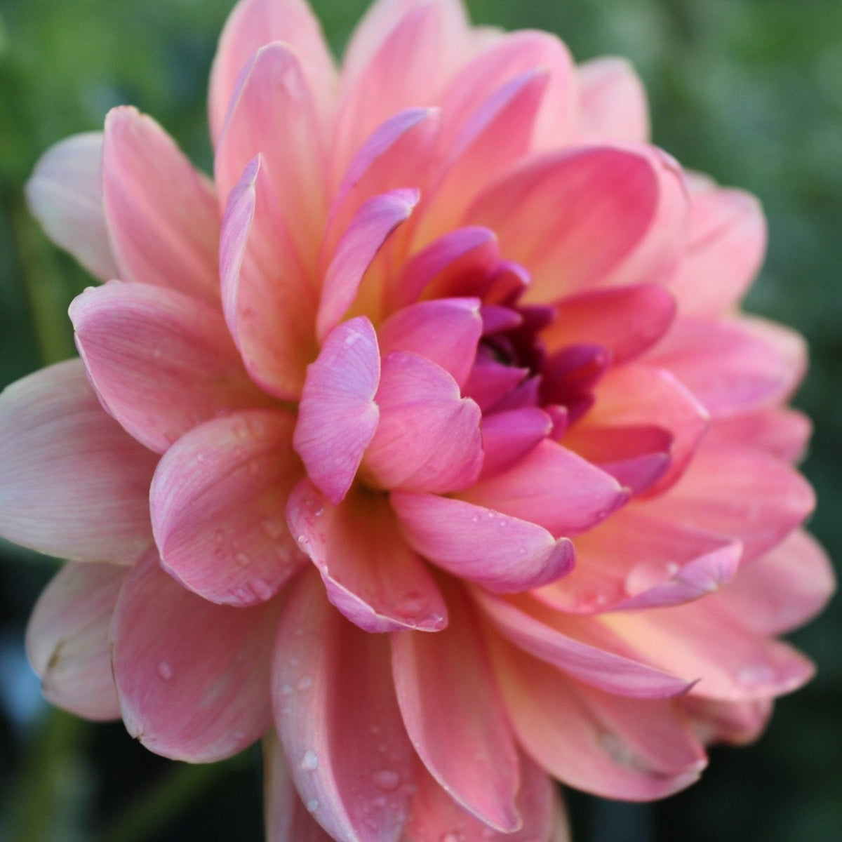 Moray Ashleigh - Freese Flower Farm