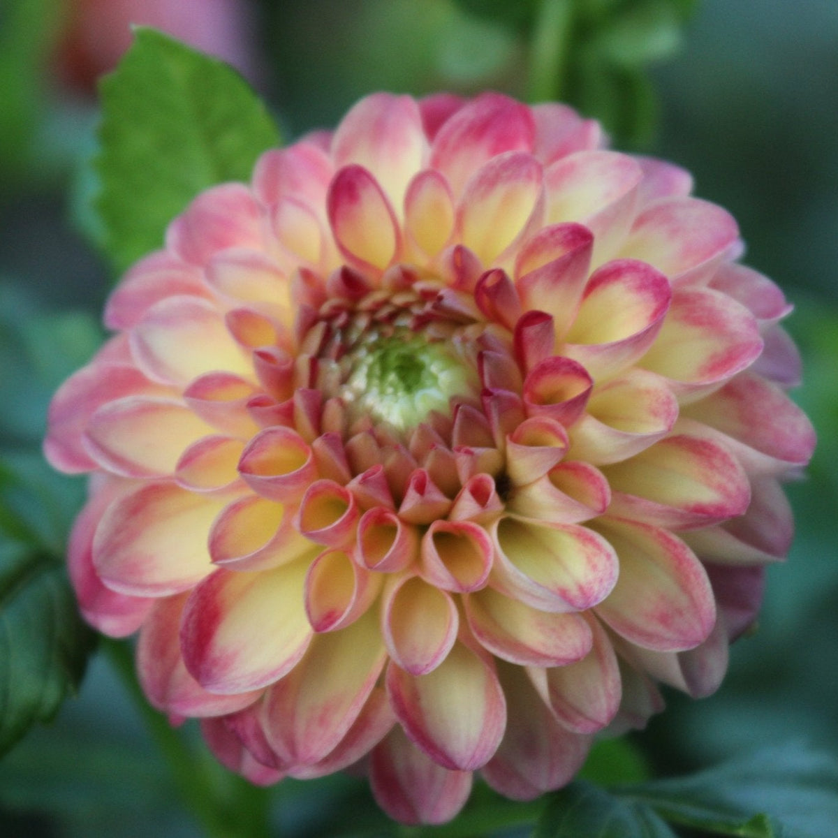 Camano Mordor - Freese Flower Farm