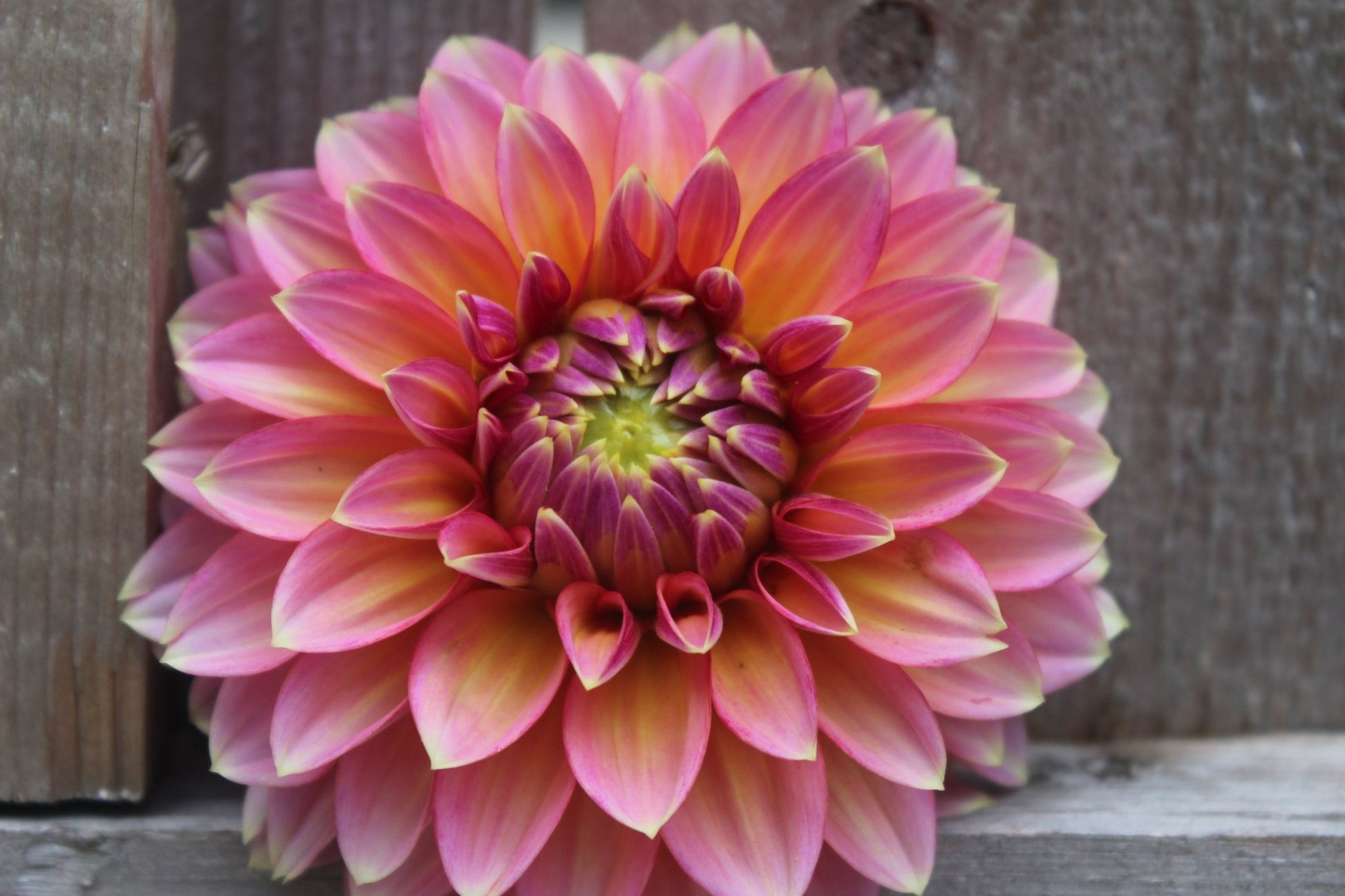 Hillcrest Suffusion - Freese Flower Farm