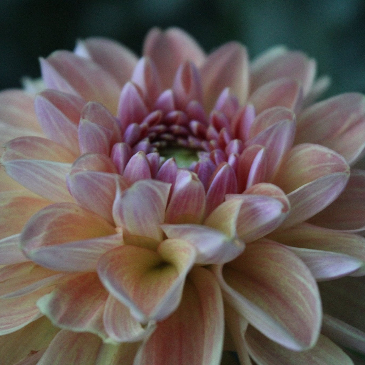 RE Morning Mercy - Freese Flower Farm