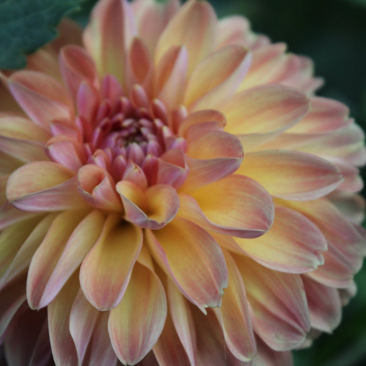 RE Morning Mercy - Freese Flower Farm