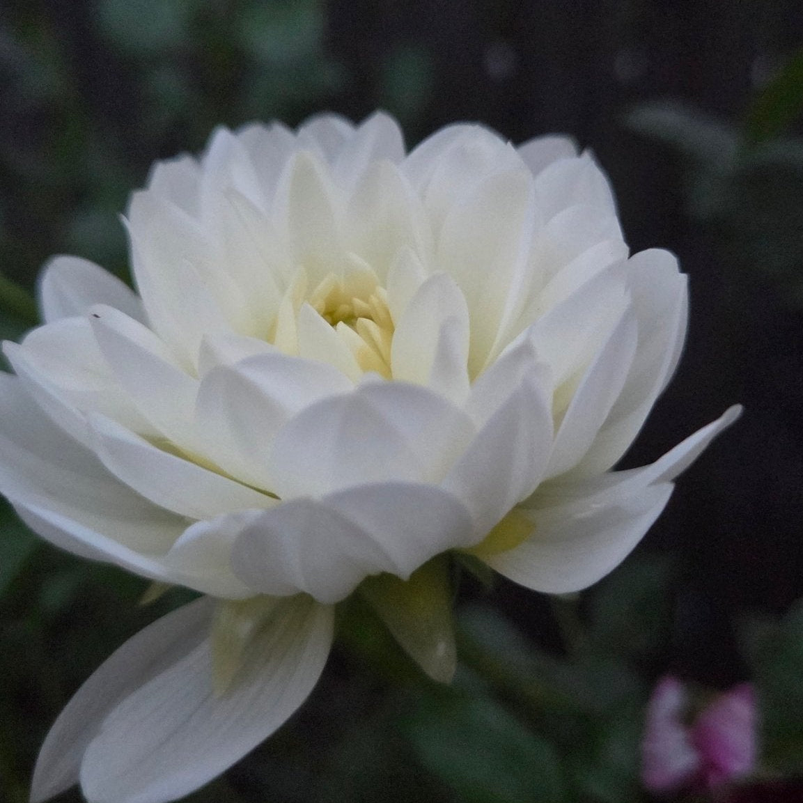 Ms. Cherub - Freese Flower Farm