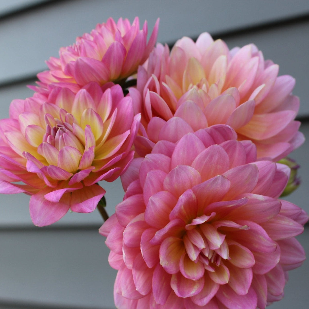 Ms. Peachy - Freese Flower Farm