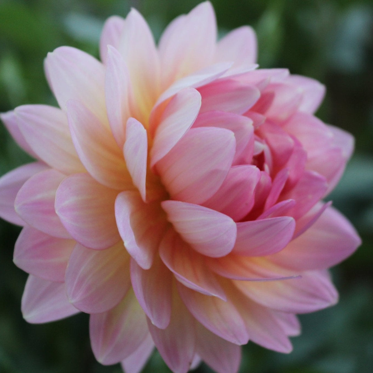 Ms. Peachy - Freese Flower Farm
