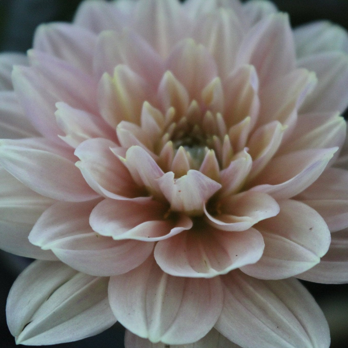 My Forever - Freese Flower Farm