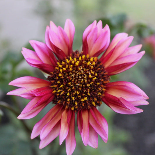 Princess Nadine - Freese Flower Farm