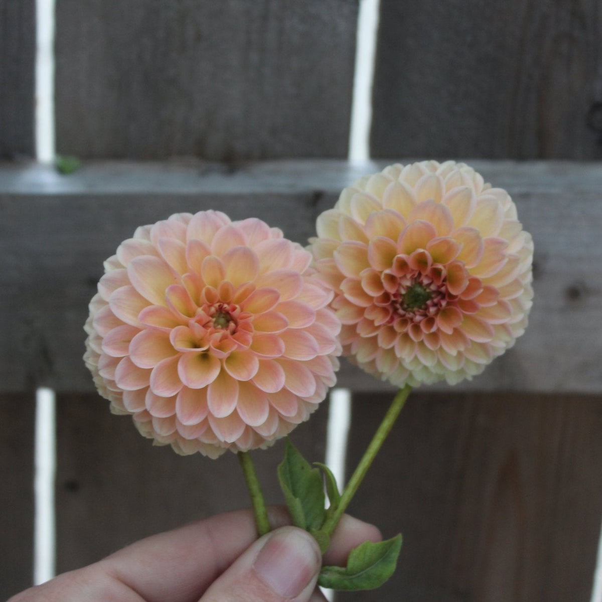 Nathalie G - Freese Flower Farm