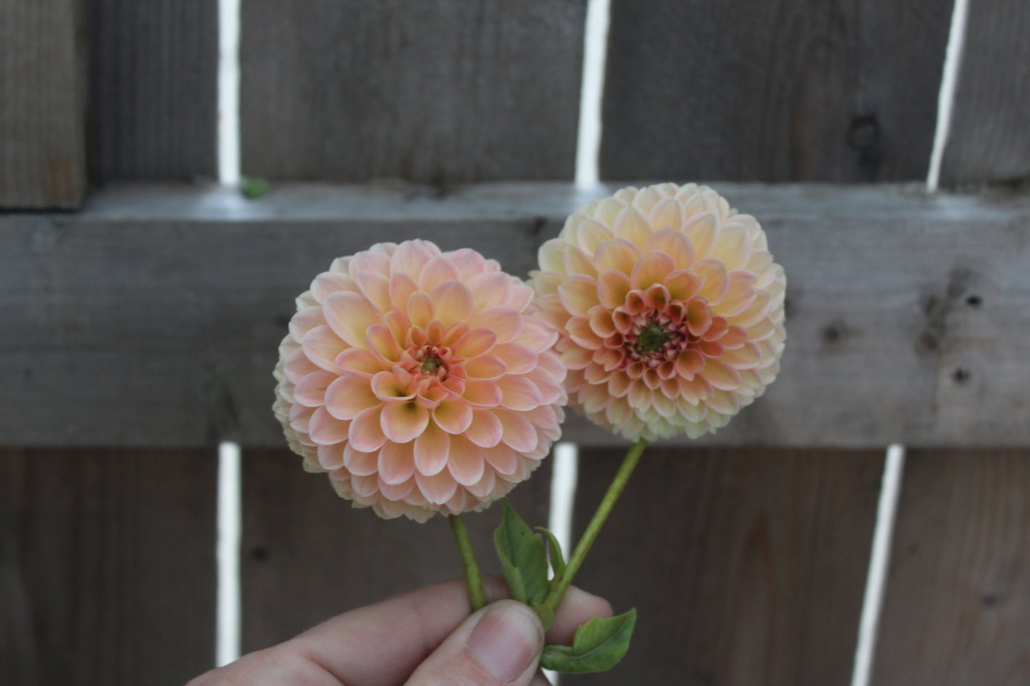 Nathalie G - Freese Flower Farm