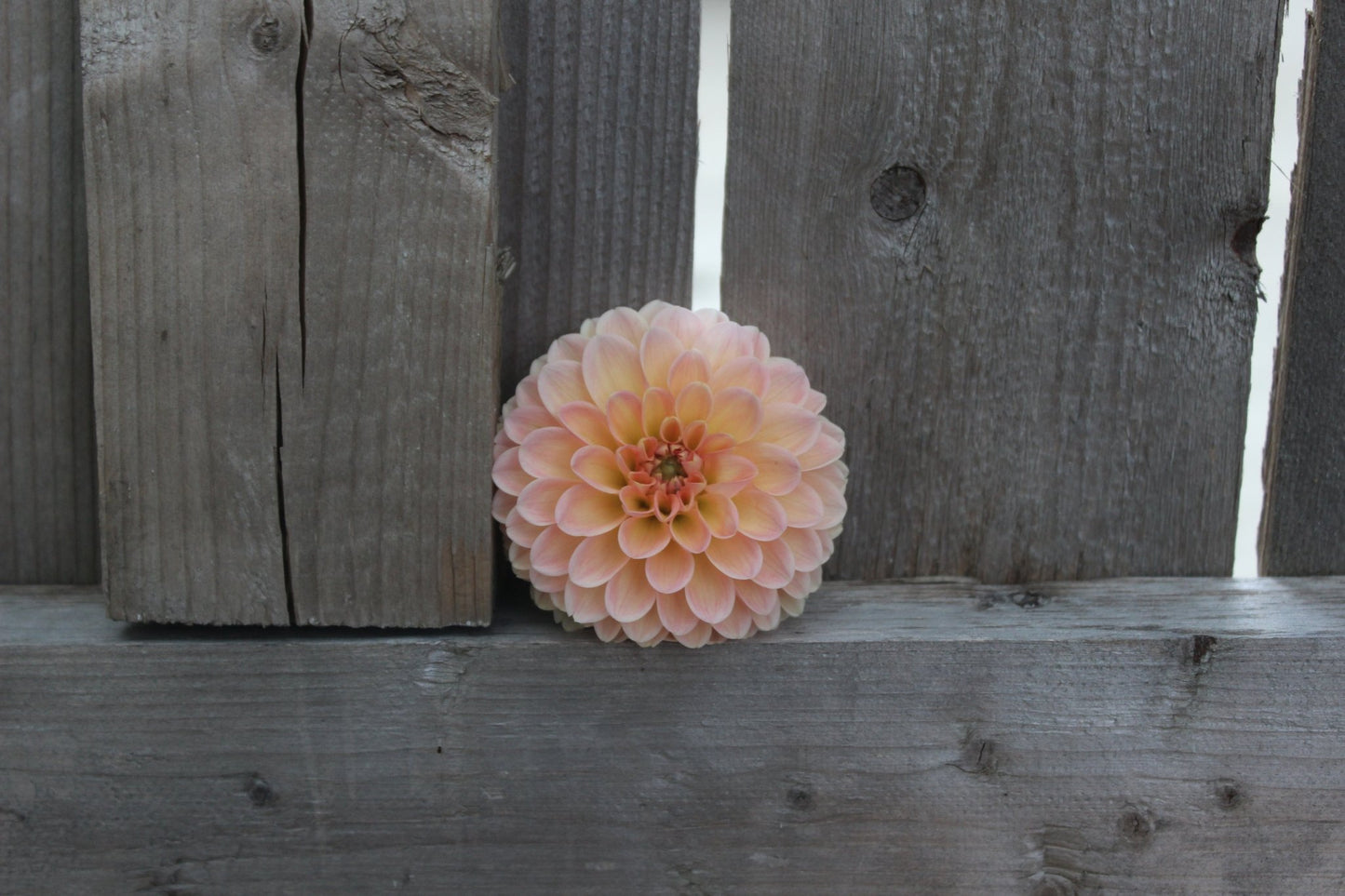 Nathalie G - Freese Flower Farm