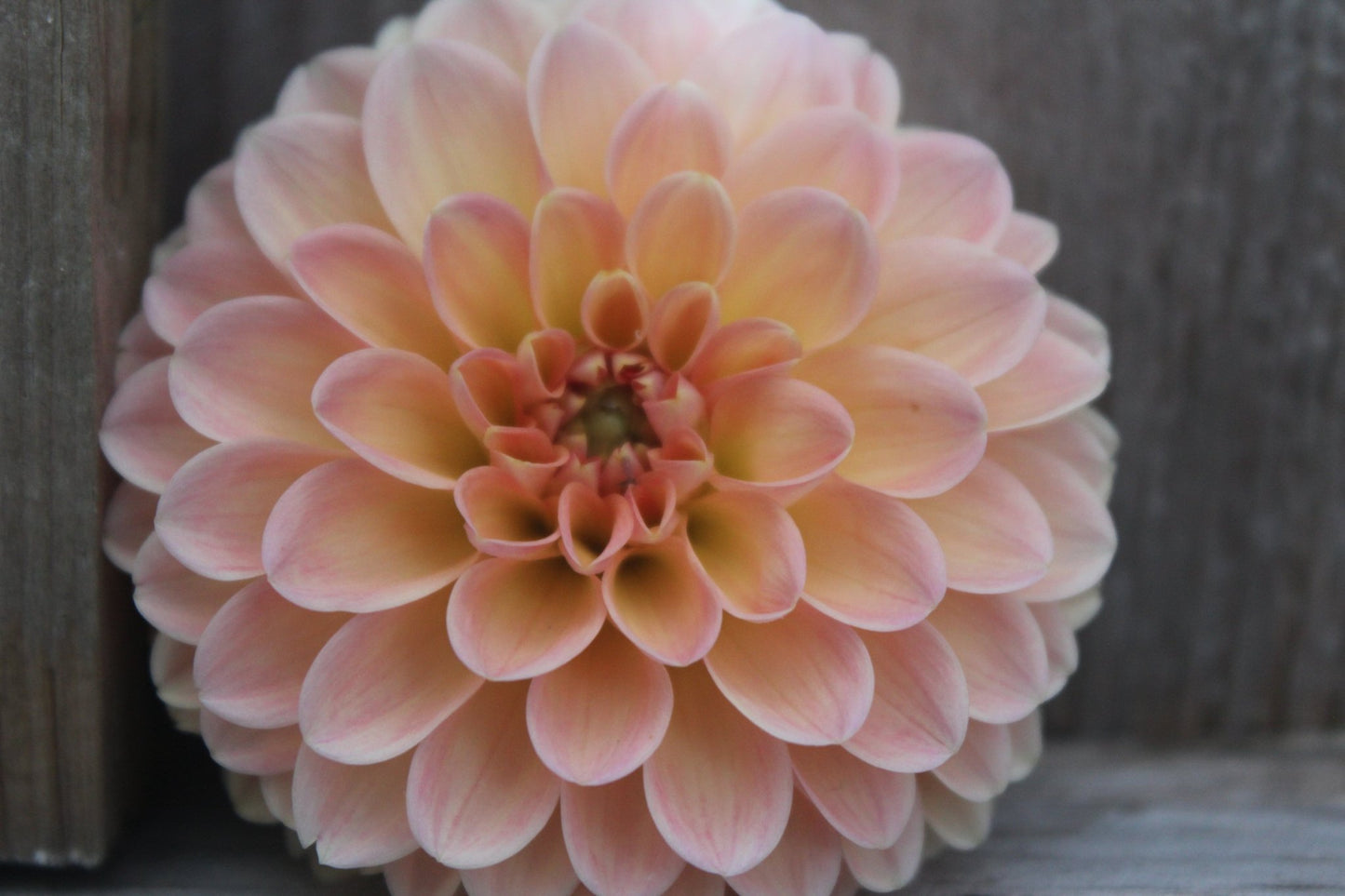 Nathalie G - Freese Flower Farm