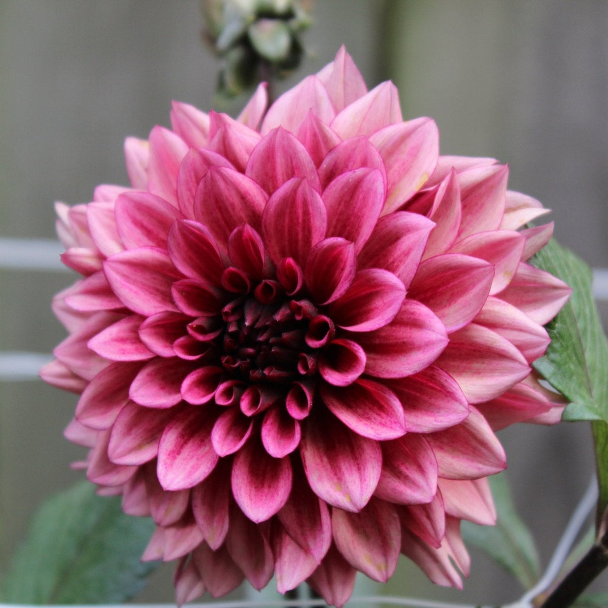 Night Silence - Freese Flower Farm