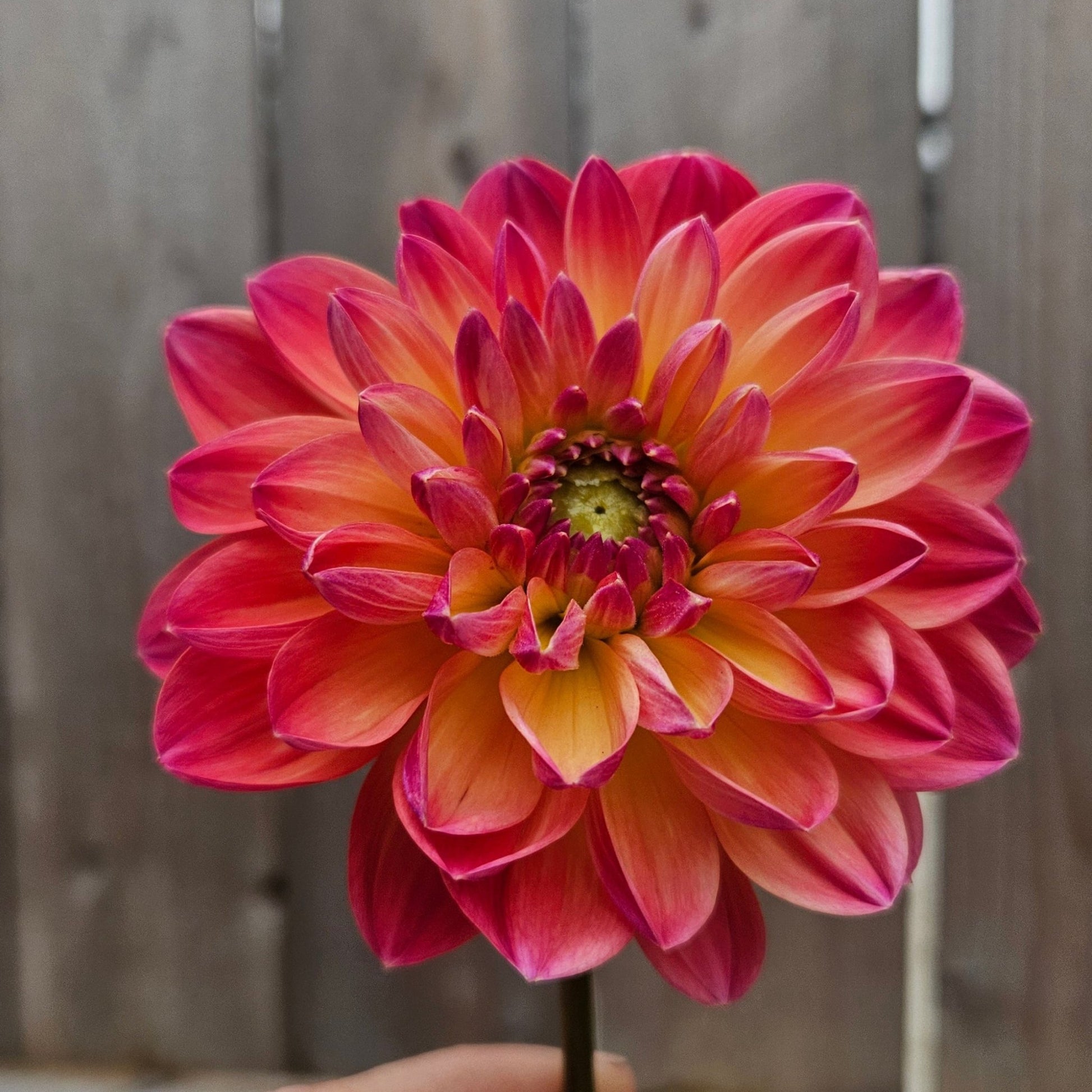 Pam Howden - Freese Flower Farm