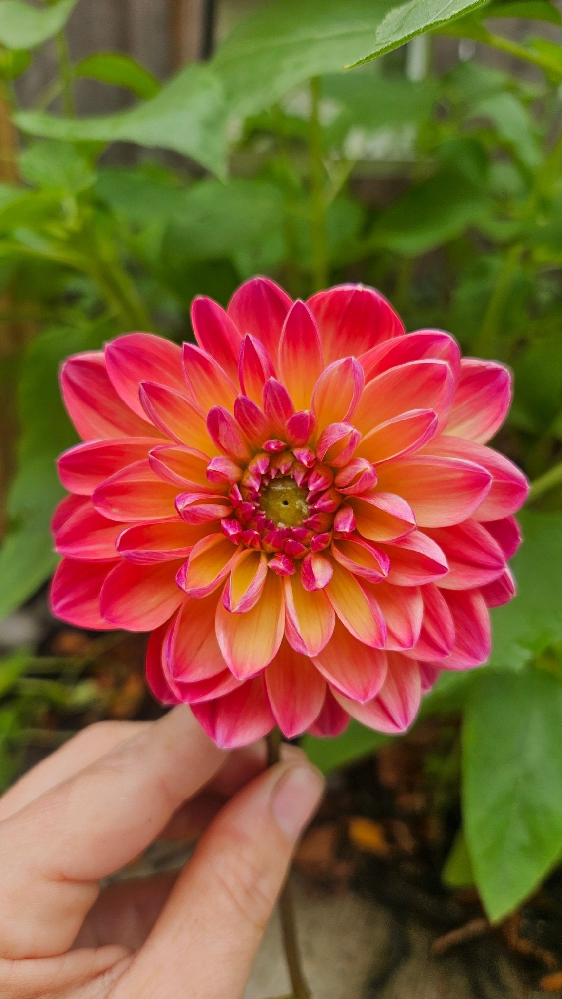 Pam Howden - Freese Flower Farm