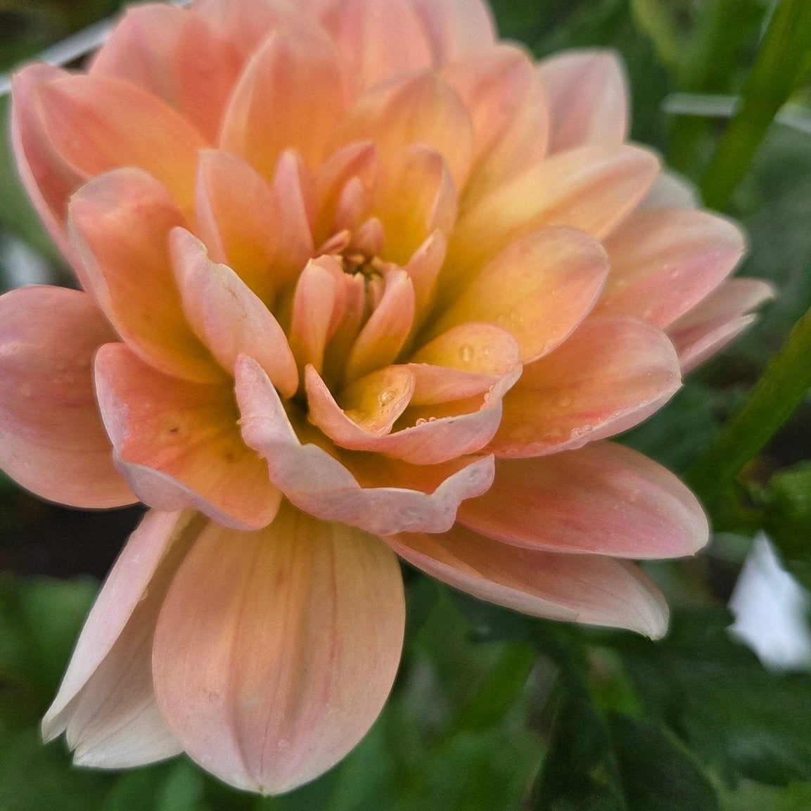 Apricot Desire - Freese Flower Farm