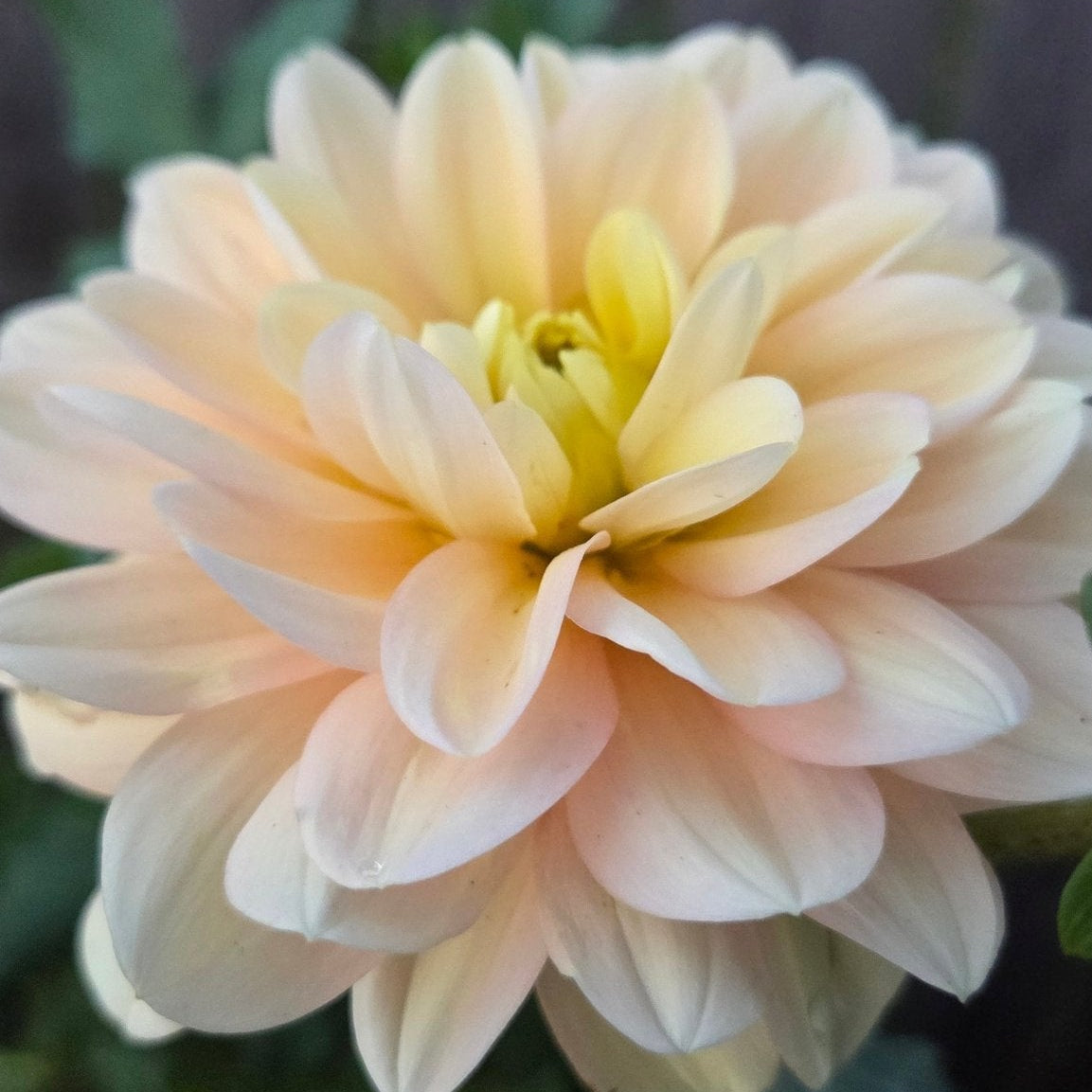 Peaches N' Dreams - Freese Flower Farm