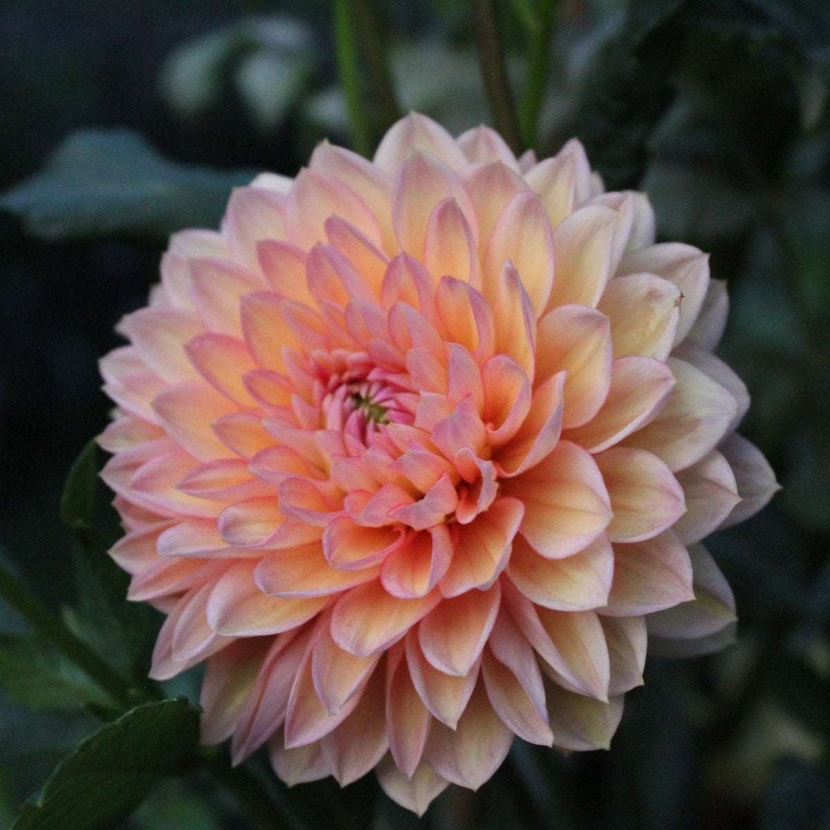 Peach Sunset - Freese Flower Farm