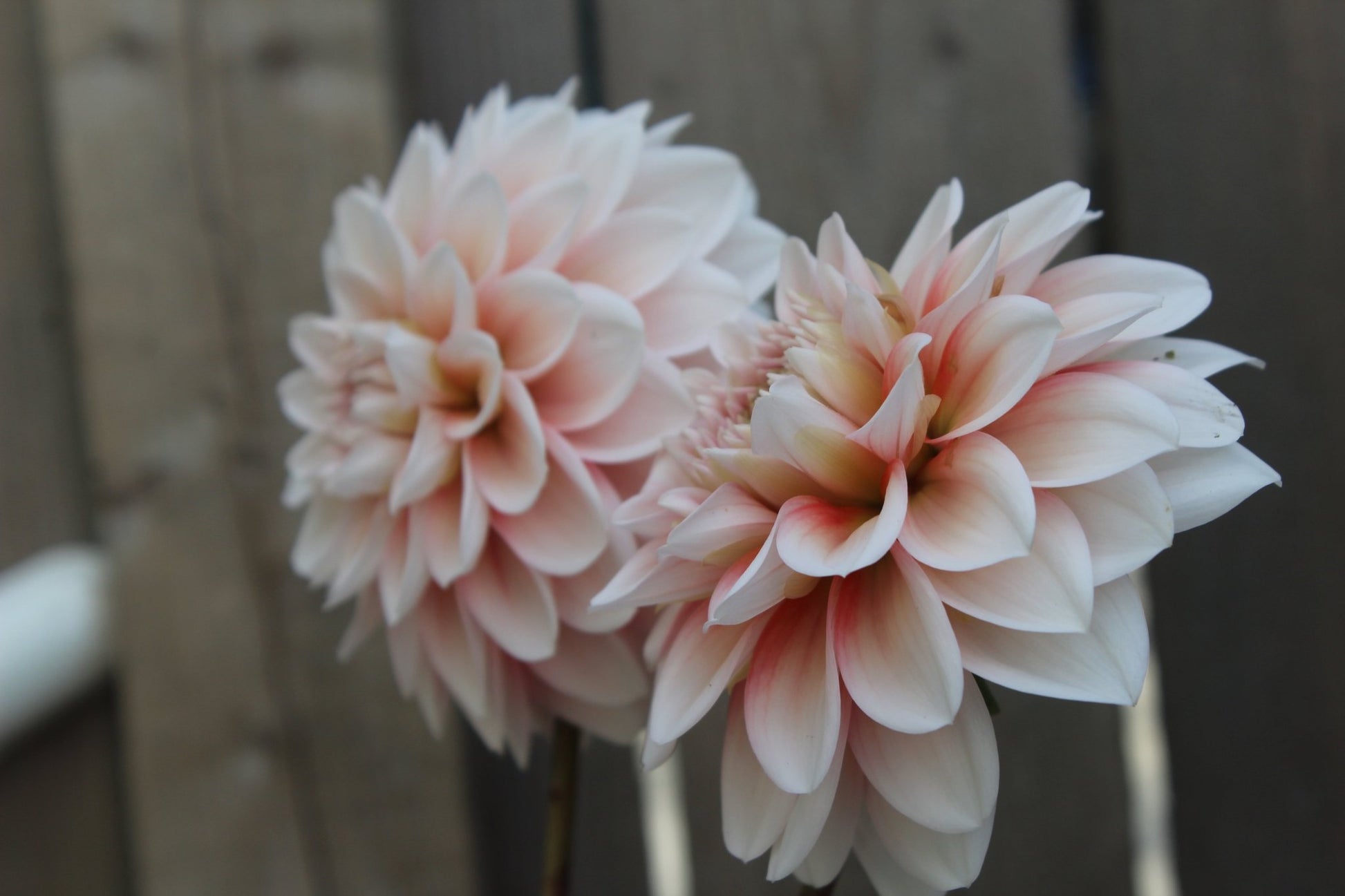 Pineberry - Freese Flower Farm