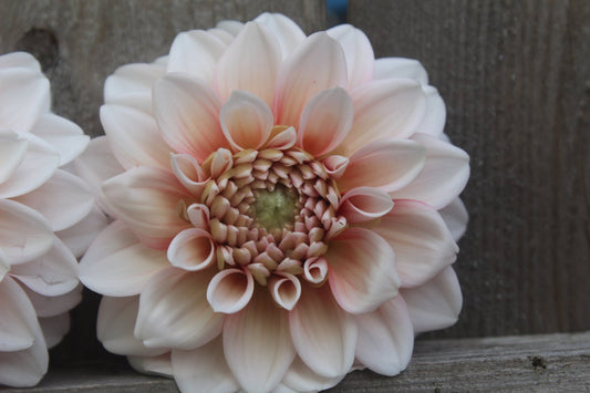 Pineberry - Freese Flower Farm