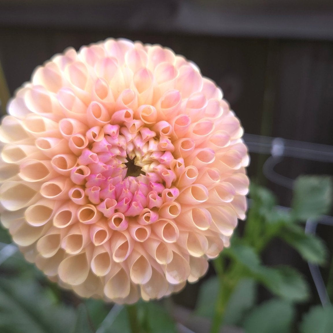 Pink Pearl - Freese Flower Farm