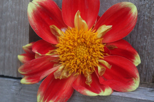 Pooh - Freese Flower Farm