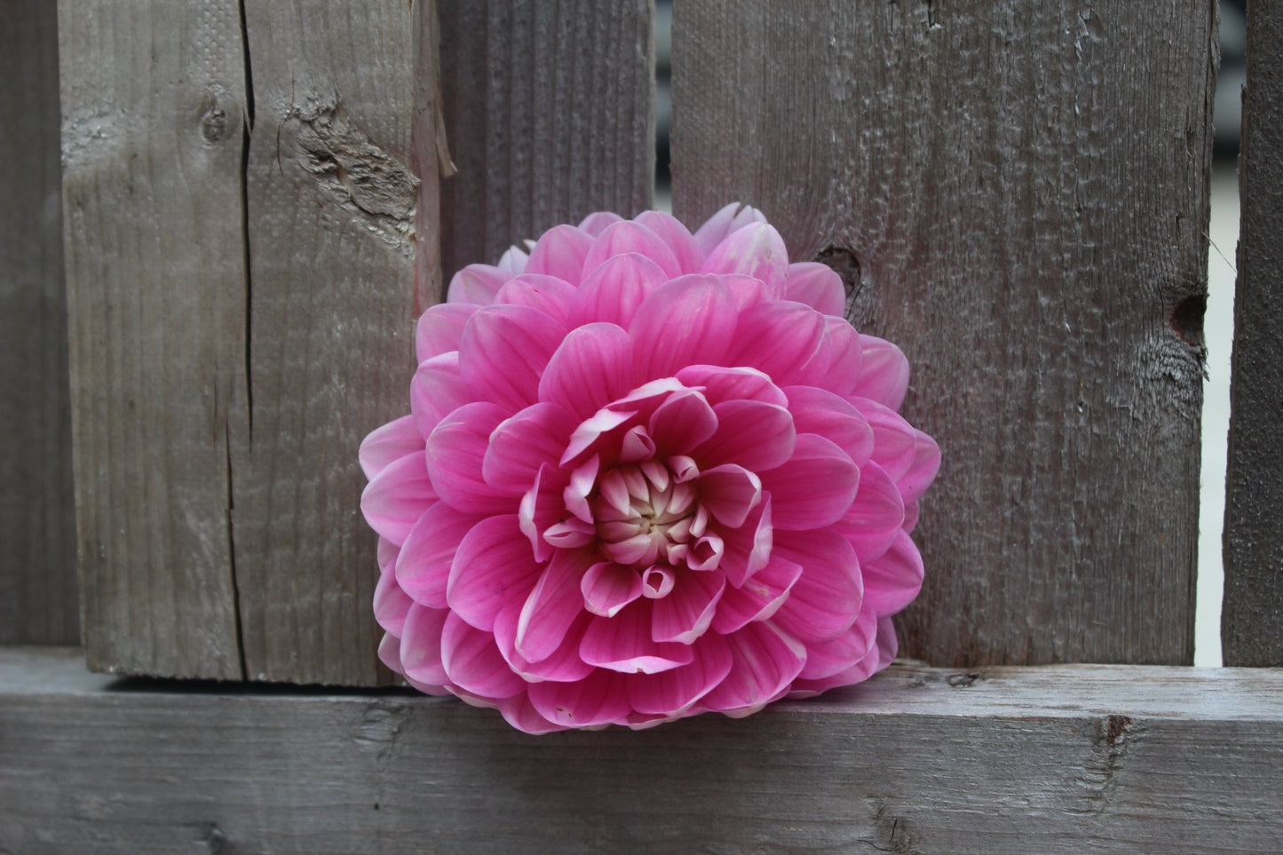 Holly Hill Pink Parfait - Freese Flower Farm