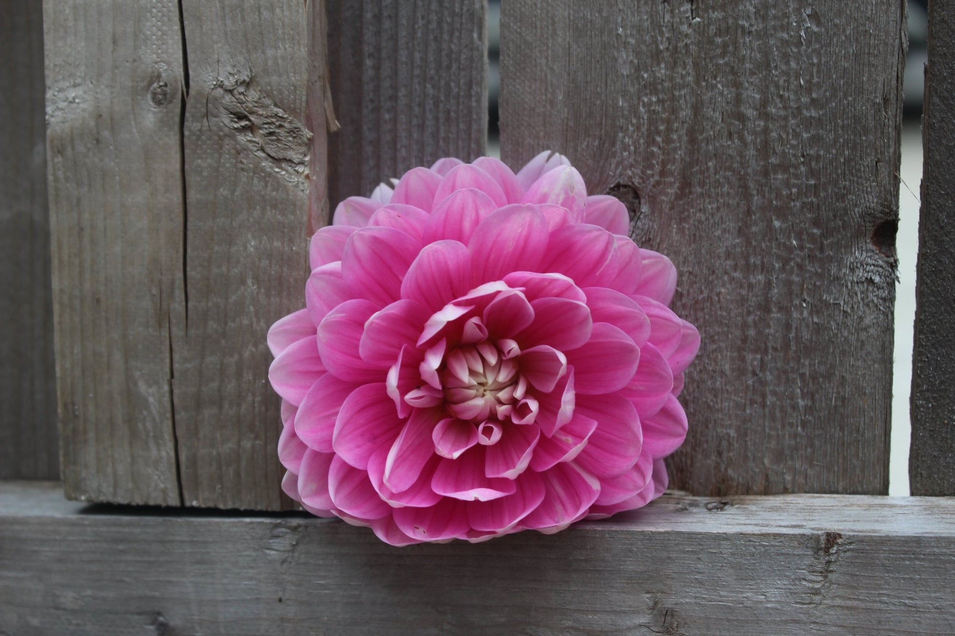 Holly Hill Pink Parfait - Freese Flower Farm