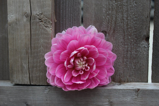 Holly Hill Pink Parfait - Freese Flower Farm