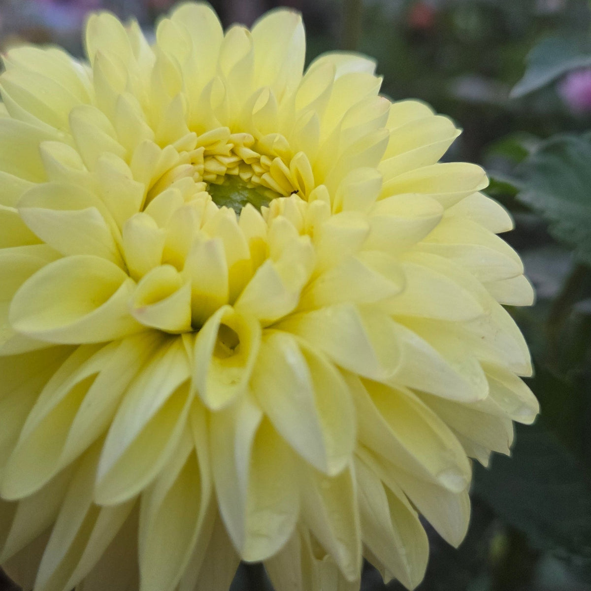 Princess Buttercup - Freese Flower Farm