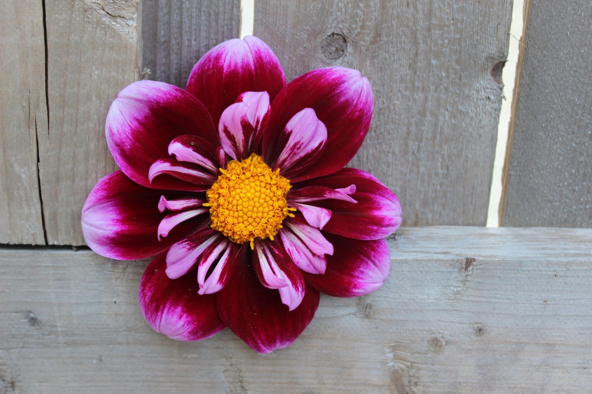 Purple Wow - Freese Flower Farm