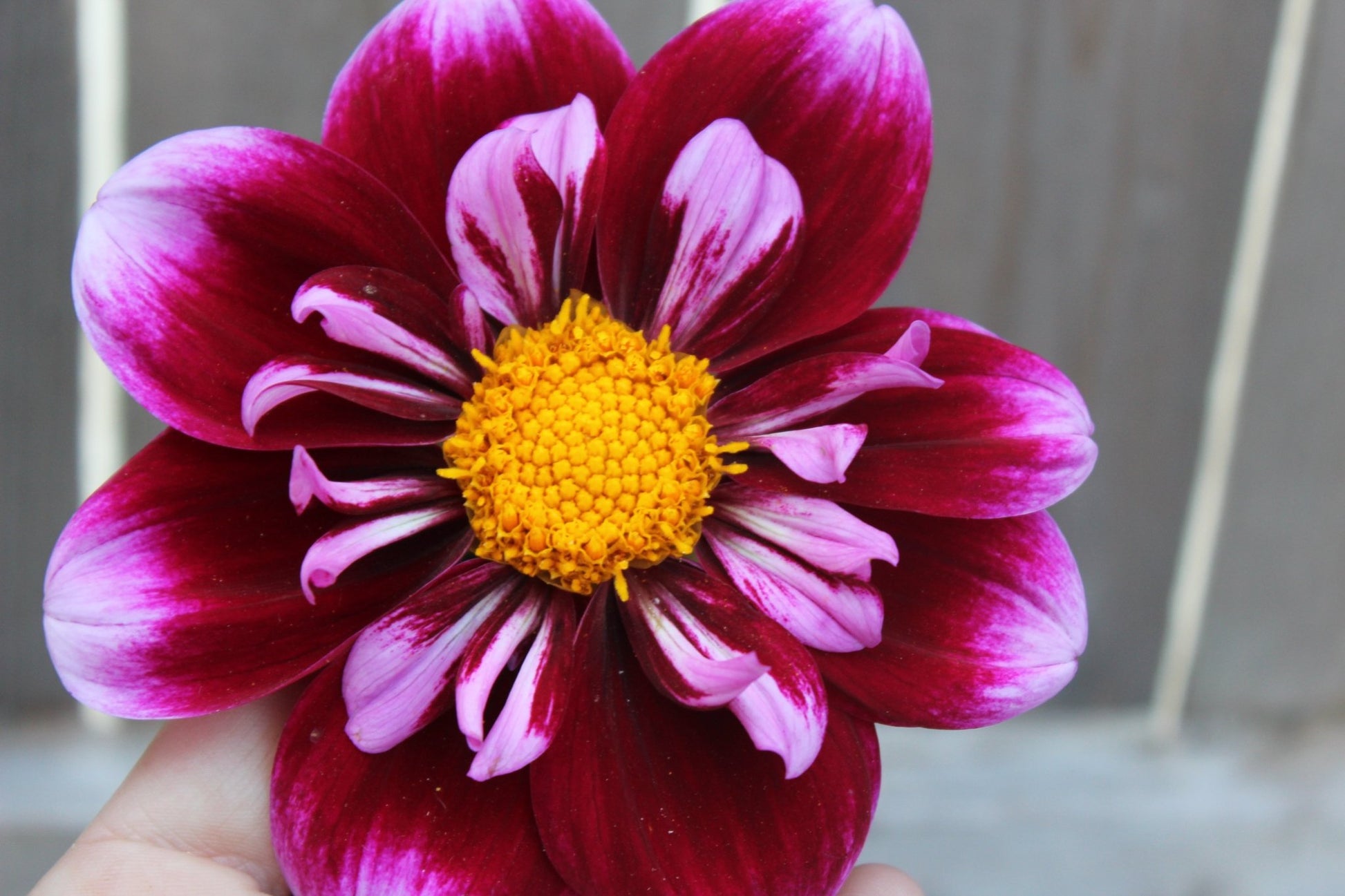 Purple Wow - Freese Flower Farm