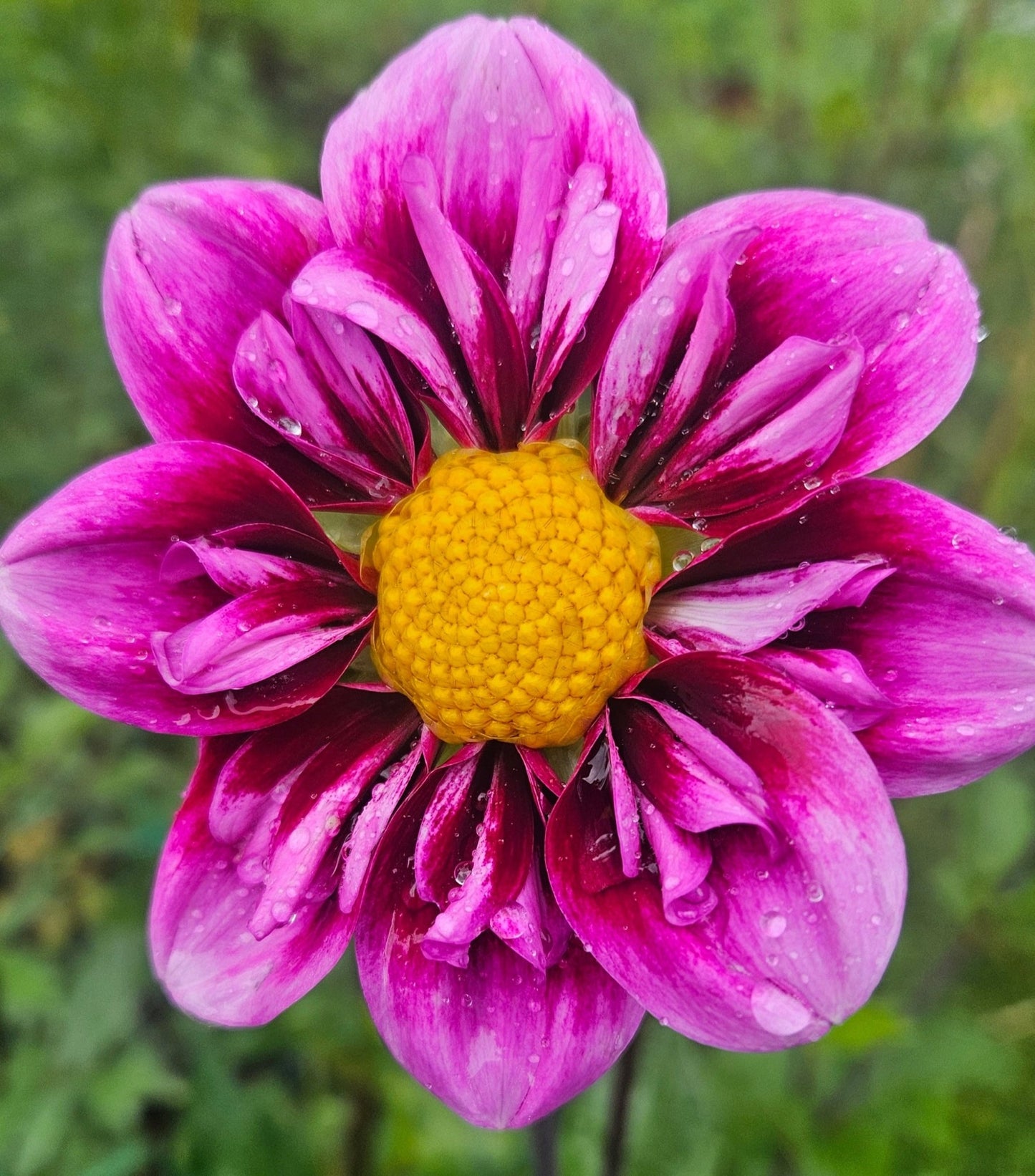 Purple Wow - Freese Flower Farm