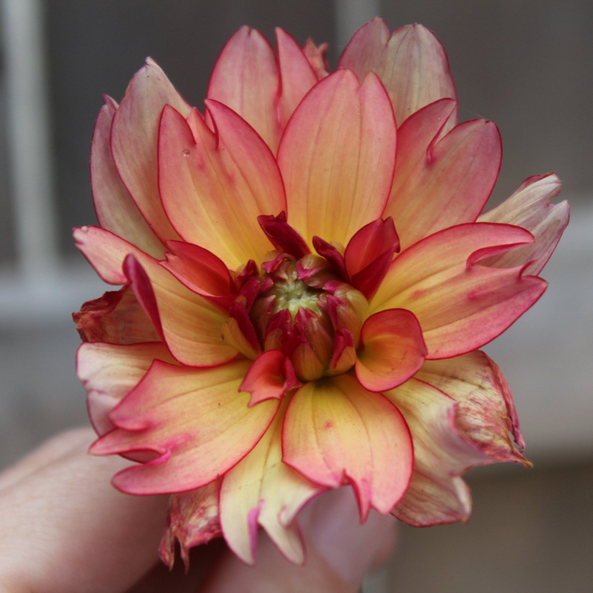 Rawhide - Freese Flower Farm