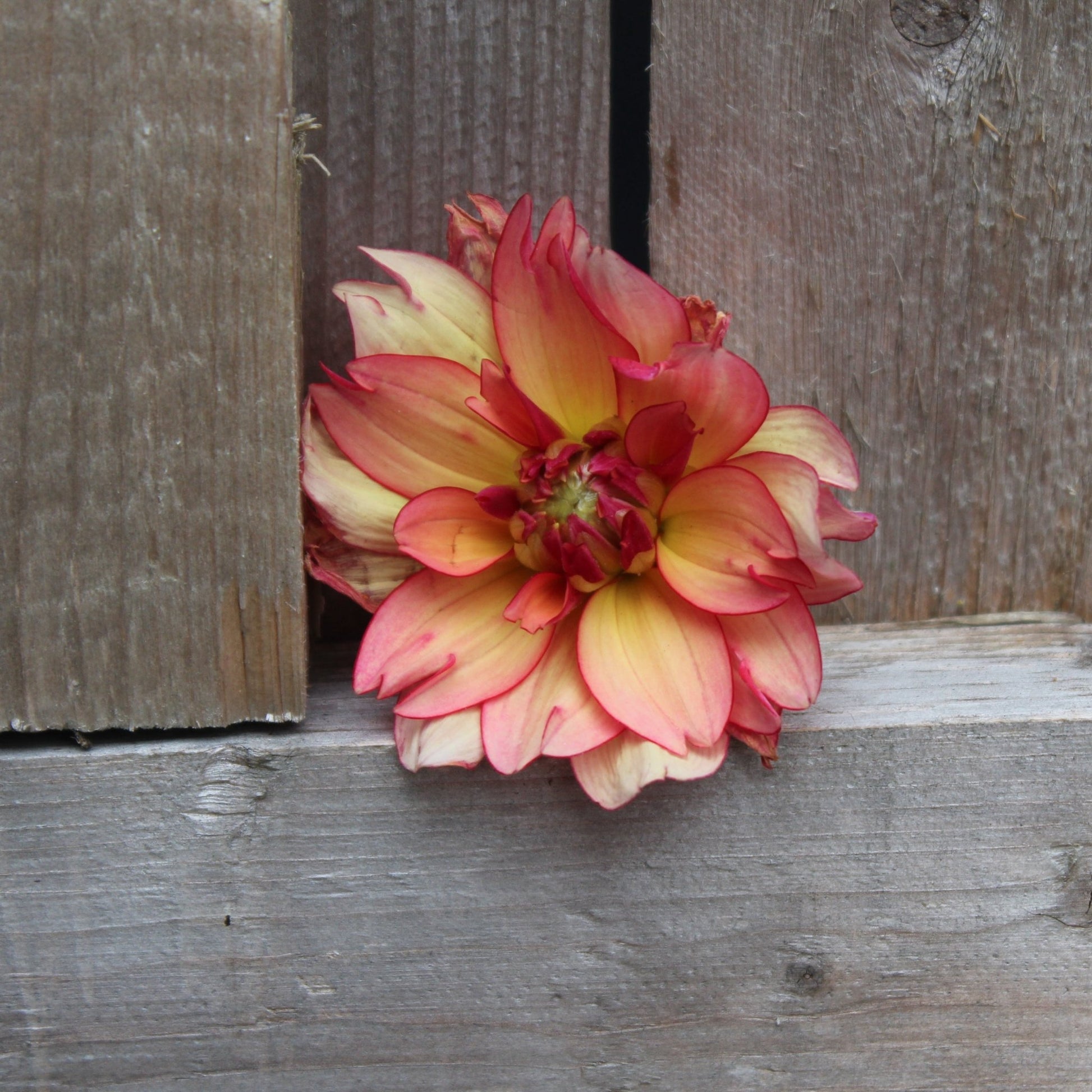 Rawhide - Freese Flower Farm