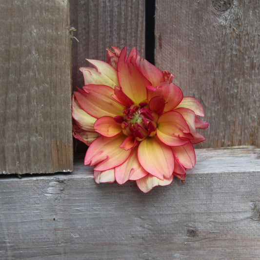 Rawhide - Freese Flower Farm